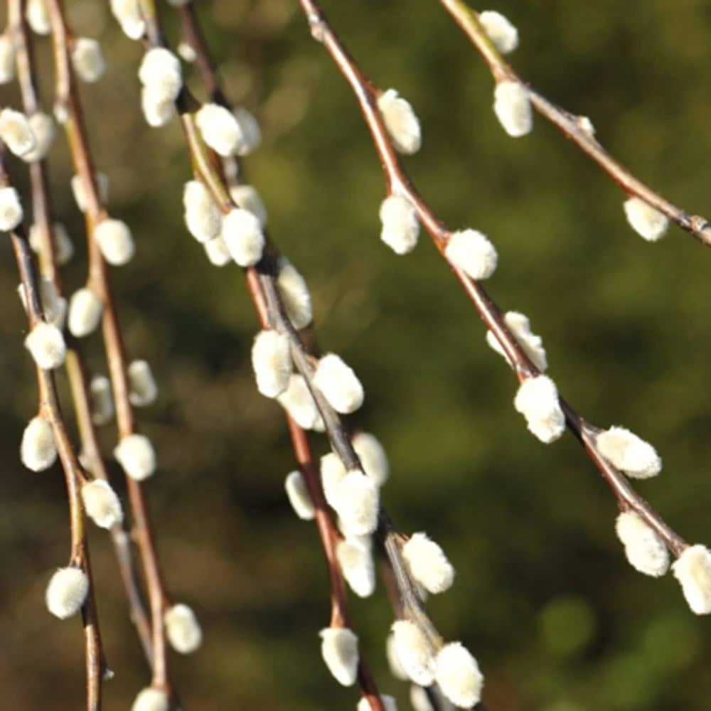 Salix Caprea 'Kilmarnock' 6 Salix Caprea 'Kilmarnock' - Image 4