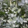 Eucalyptus Gunnii 2 Eucalyptus Gunnii -KANG Plants Shop pl2000038577