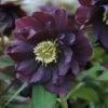 Helleborus × Hybridus Harvington Double Purple 2 Helleborus × Hybridus Harvington Double Purple -KANG Plants Shop pl2000038820