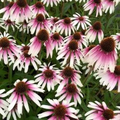 Echinacea Pretty Parasols ('JS Engeltje') (PBR) -KANG Plants Shop pl2000039354 card10 lg
