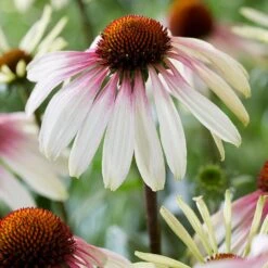 Echinacea Pretty Parasols ('JS Engeltje') (PBR) -KANG Plants Shop pl2000039354 card2 lg