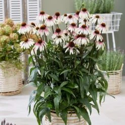 Echinacea Pretty Parasols ('JS Engeltje') (PBR) -KANG Plants Shop pl2000039354 card3 lg