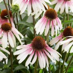 Echinacea Pretty Parasols ('JS Engeltje') (PBR) -KANG Plants Shop pl2000039354 card4 lg