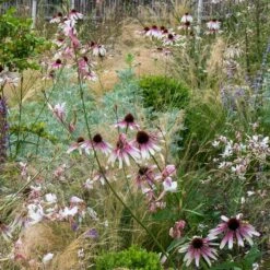 Echinacea Pretty Parasols ('JS Engeltje') (PBR) -KANG Plants Shop pl2000039354 card5 lg