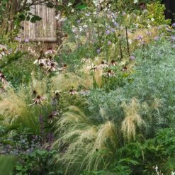 Echinacea Pretty Parasols ('JS Engeltje') (PBR) -KANG Plants Shop pl2000039354 card6 lg