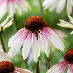 Echinacea Pretty Parasols ('JS Engeltje') (PBR) -KANG Plants Shop pl2000039354 card7 lg