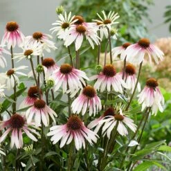 Echinacea Pretty Parasols ('JS Engeltje') (PBR) -KANG Plants Shop pl2000039354 card9 lg
