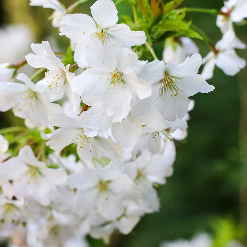 Prunus Incisa F. 'Yamadei' 3 Prunus Incisa F. 'Yamadei'