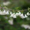 Halesia Carolina 1 Halesia Carolina -KANG Plants Shop pl2000040268