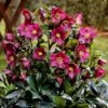 Helleborus HGC Ice 'N' Roses Red ('Coseh 4100') (PBR) 1 Helleborus HGC Ice 'N' Roses Red ('Coseh 4100') (PBR) -KANG Plants Shop pl2000040471