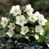 Helleborus HGC Ice 'n' Roses White ('Coseh 4500') (PBR) -KANG Plants Shop pl2000040473
