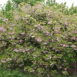 Prunus 'Kofugen' 7 Prunus 'Kofugen' -KANG Plants Shop pl2000040733 card2 lg