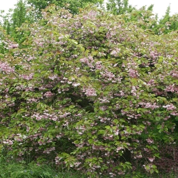 Prunus 'Kofugen' 4 Prunus 'Kofugen' - Image 2