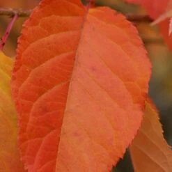 Prunus 'Kofugen' 9 Prunus 'Kofugen' -KANG Plants Shop pl2000040733 card4 lg