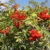 Sorbus Aucuparia -KANG Plants Shop pl2000040741