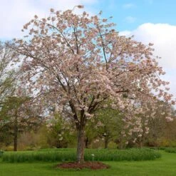 Prunus 'Ichiyo' -KANG Plants Shop pl2000040747 card2 lg