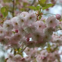 Prunus 'Ichiyo' -KANG Plants Shop pl2000040747 card5 lg