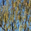 Betula 'Fascination'