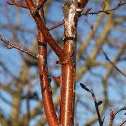 Betula 'Fascination' 5 Betula 'Fascination' -KANG Plants Shop pl2000040749 card2 lg