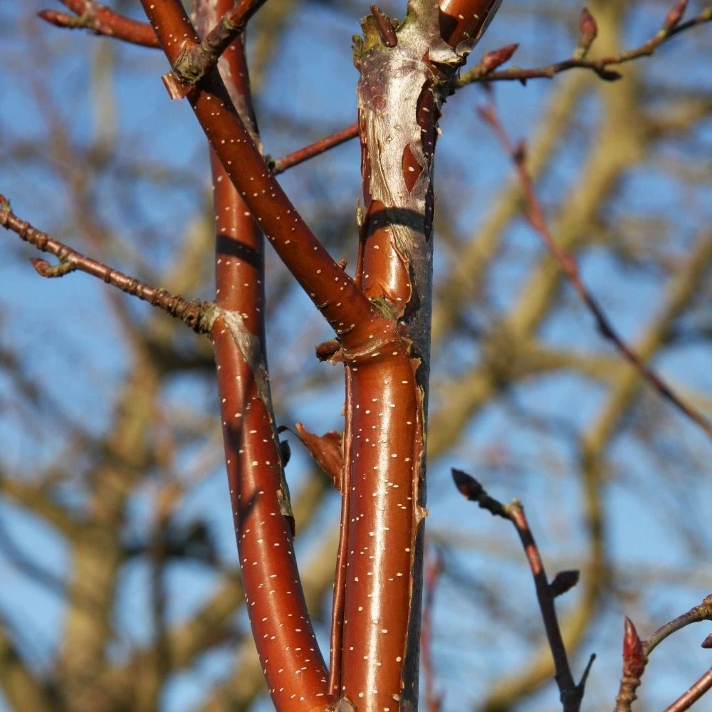 Betula 'Fascination' 4 Betula 'Fascination' - Image 2