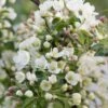 Malus Brevipes 'Wedding Bouquet' -KANG Plants Shop pl2000042632