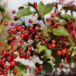Malus Brevipes 'Wedding Bouquet' -KANG Plants Shop pl2000042632 card2 lg