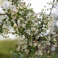 Malus Brevipes 'Wedding Bouquet' -KANG Plants Shop pl2000042632 card3 lg