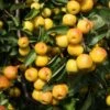 Malus 'Butterball' -KANG Plants Shop pl2000042633
