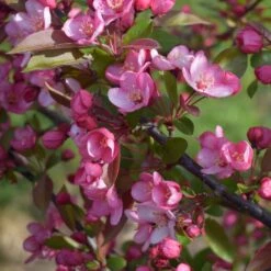Malus 'Candymint' -KANG Plants Shop pl2000042634 card2 lg