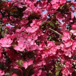 Malus 'Princeton Cardinal' -KANG Plants Shop pl2000042635 card2 lg