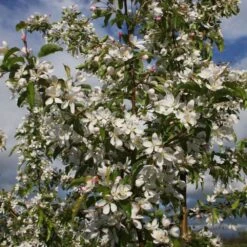Malus 'Comtesse De Paris' -KANG Plants Shop pl2000042637 card2 lg