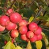 Malus Jelly King ('Mattfru') -KANG Plants Shop pl2000042641