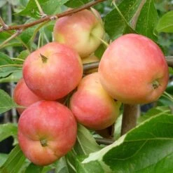 Malus Jelly King ('Mattfru') -KANG Plants Shop pl2000042641 card3 lg