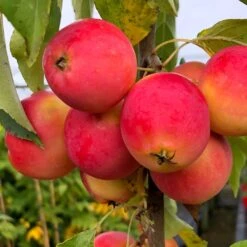 Malus Jelly King ('Mattfru') -KANG Plants Shop pl2000042641 card4 lg