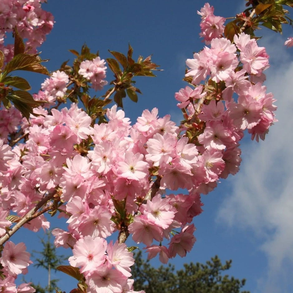 Prunus 'Beni-yutaka' 3 Prunus 'Beni-yutaka'