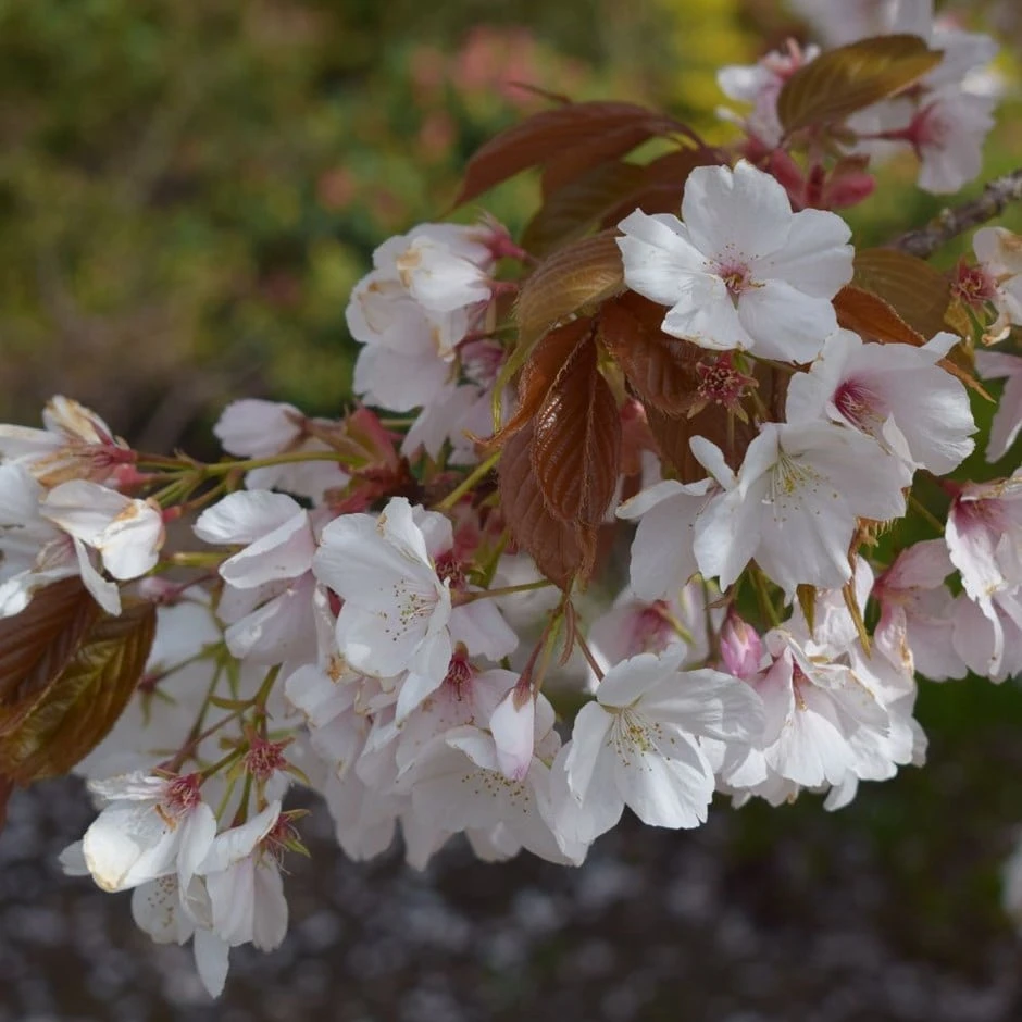 Prunus 'Chocolate Ice ('Matsumae-fuki')' 3 Prunus 'Chocolate Ice ('Matsumae-fuki')'