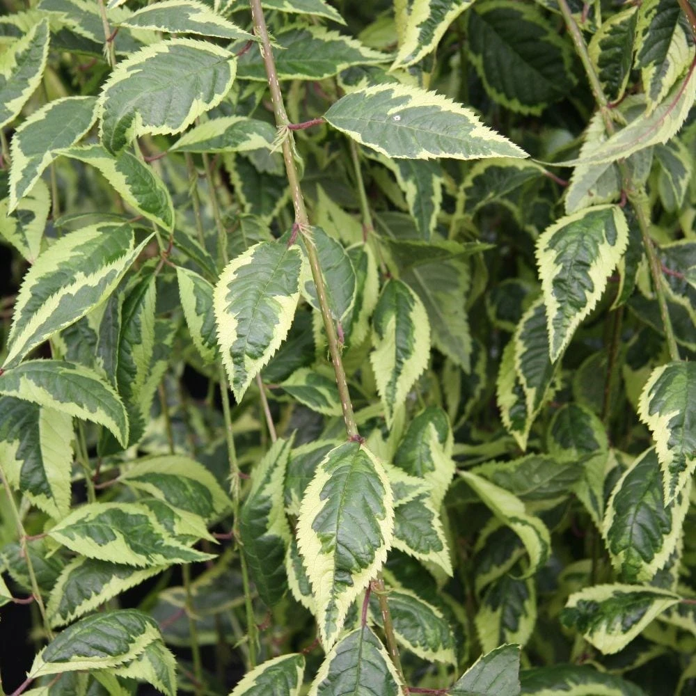 Prunus Frilly Frock ('Fpmspl') 4 Prunus Frilly Frock ('Fpmspl') - Image 2