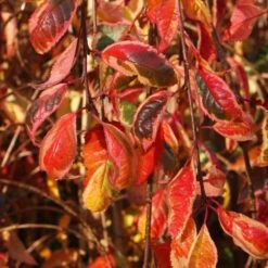 Prunus Frilly Frock ('Fpmspl') 7 Prunus Frilly Frock ('Fpmspl') -KANG Plants Shop pl2000042650 card3 lg