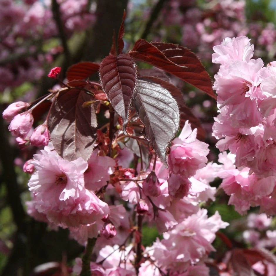 Prunus 'Royal Burgundy' 3 Prunus 'Royal Burgundy'