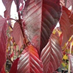 Prunus 'Royal Burgundy' 5 Prunus 'Royal Burgundy' -KANG Plants Shop pl2000042655 card2 lg