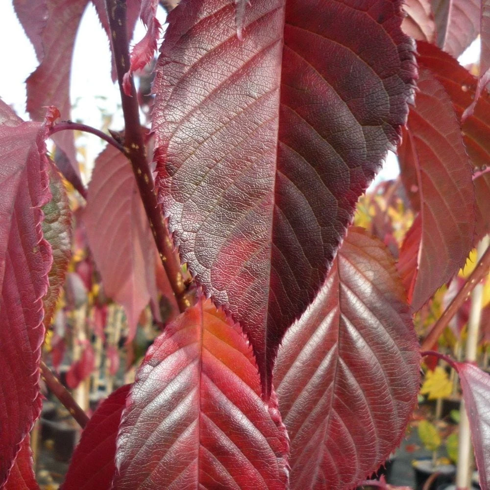 Prunus 'Royal Burgundy' 4 Prunus 'Royal Burgundy' - Image 2
