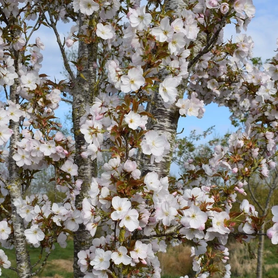 Prunus 'Sunset Boulevard' 3 Prunus 'Sunset Boulevard'