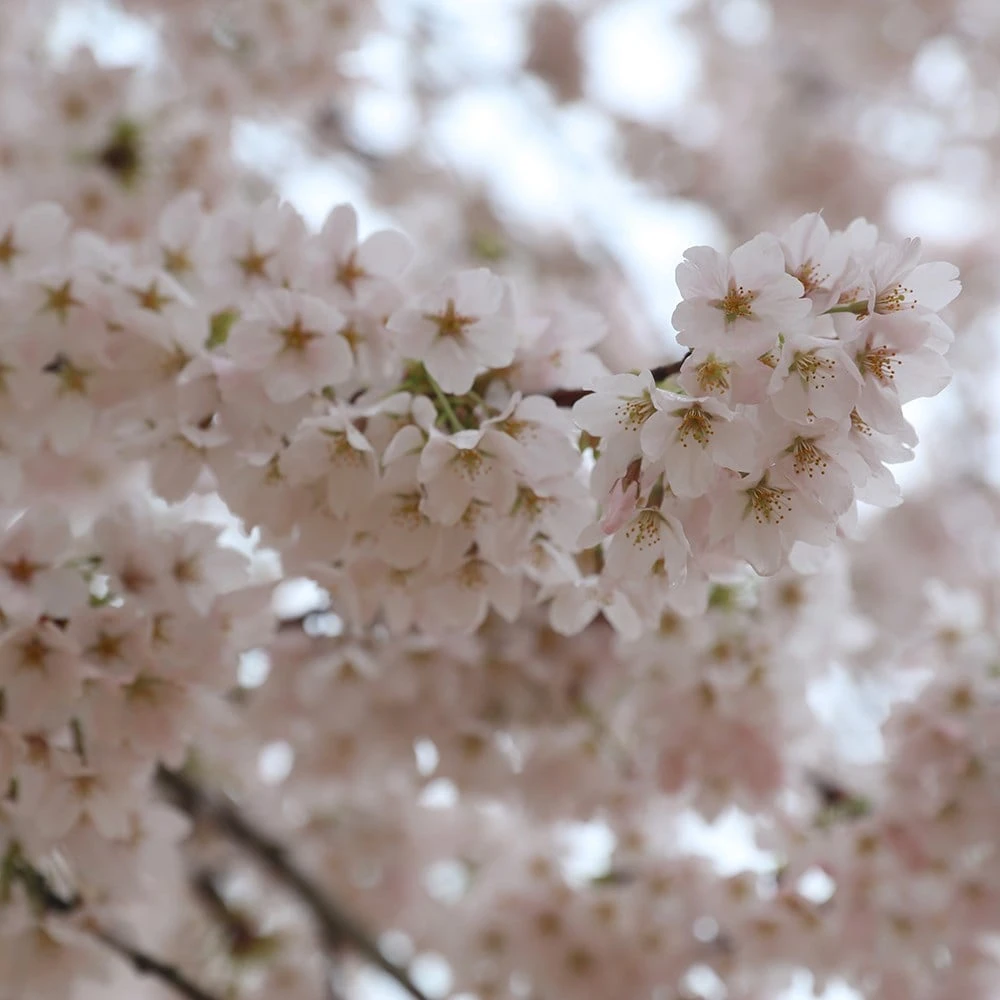 Prunus × Yedoensis 4 Prunus × Yedoensis - Image 2