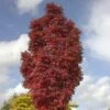 Sorbus Autumn Spire ('Flanrock') (PBR) -KANG Plants Shop pl2000042667