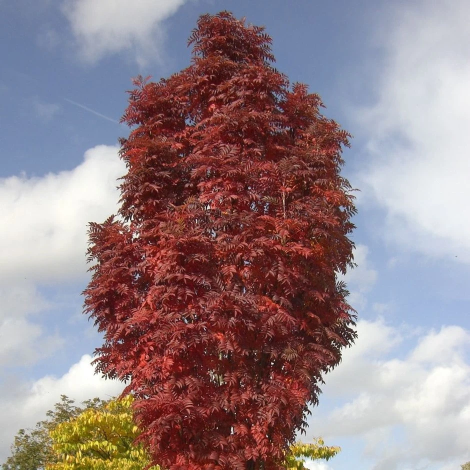 Sorbus Autumn Spire ('Flanrock') (PBR) 3 Sorbus Autumn Spire ('Flanrock') (PBR)