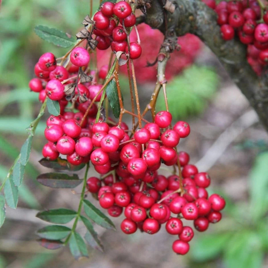 Sorbus Vilmorinii 'Pink Charm' 3 Sorbus Vilmorinii 'Pink Charm'