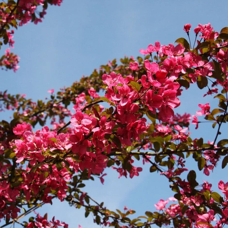 Malus 'Prairie Fire' 3 Malus 'Prairie Fire'