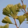 Ginkgo Biloba 'Fastigiata Blagon' -KANG Plants Shop pl2000043519