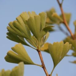 Ginkgo Biloba 'Fastigiata Blagon'