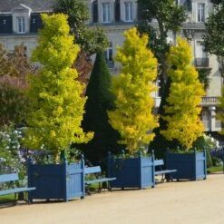 Ginkgo Biloba 'Fastigiata Blagon' -KANG Plants Shop pl2000043519 card3 lg